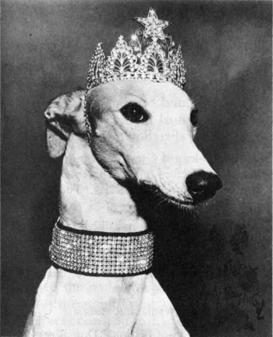 Bling Dog diamond CZ crown and choker collar BlingDogUSA