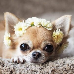 Chihuahua dog dressed in flower headband