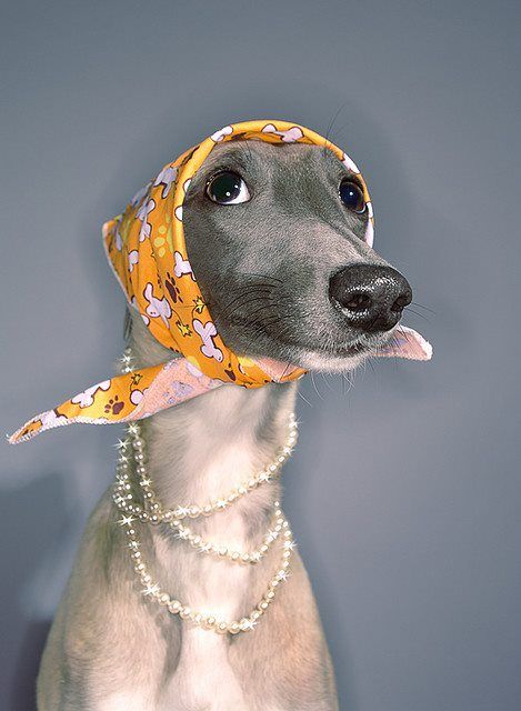 Bling Dog jewelry costume with bone print scarf and pearl necklace BlingDogUSA