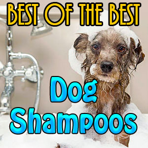 Dog Shampoos Best of Best
