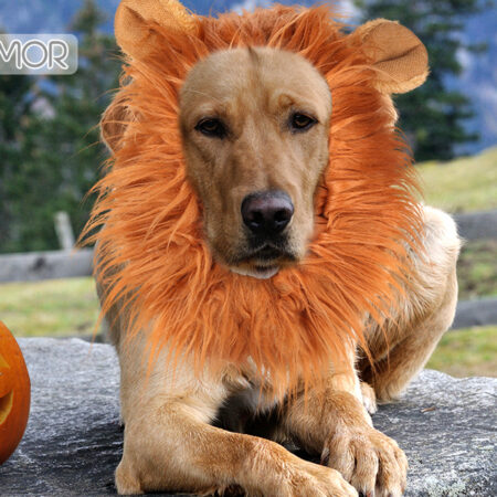 Docamor Lion Mane for Dog Halloween Dog Costume