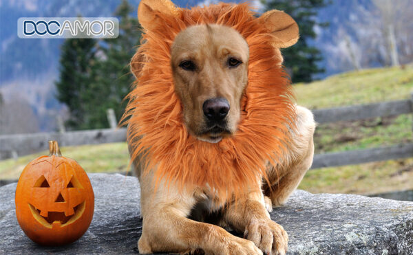 Docamor Lion Mane for Dog Halloween Dog Costume